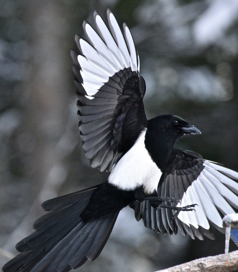 Черная птица с белой грудкой