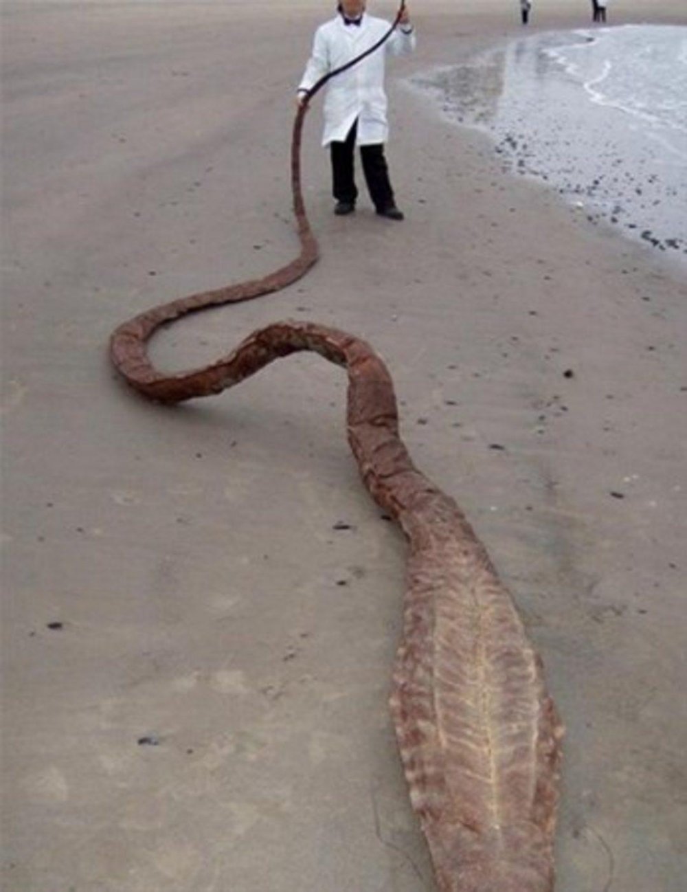 Гигантская морская змея