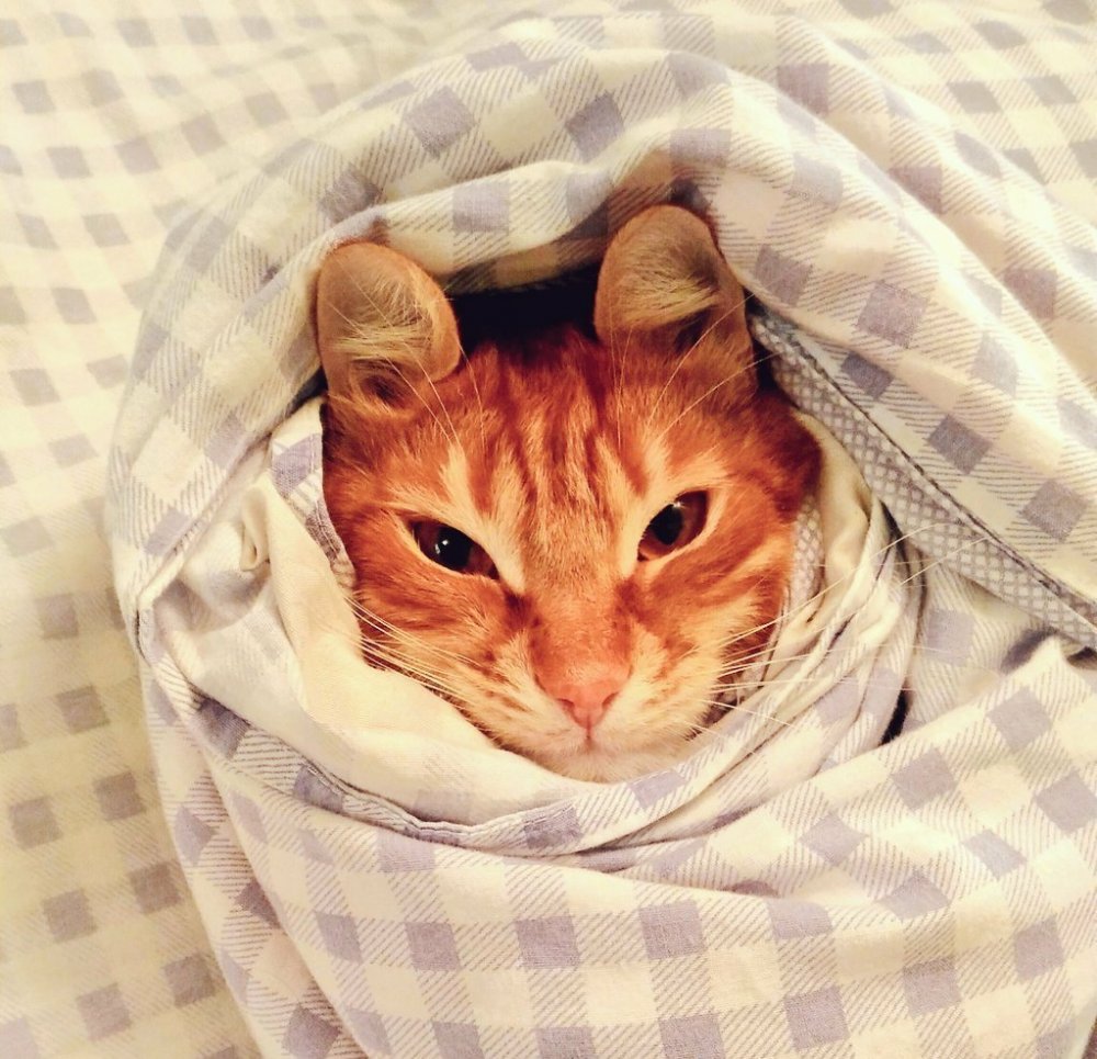 Кот выглядывает из под одеяла