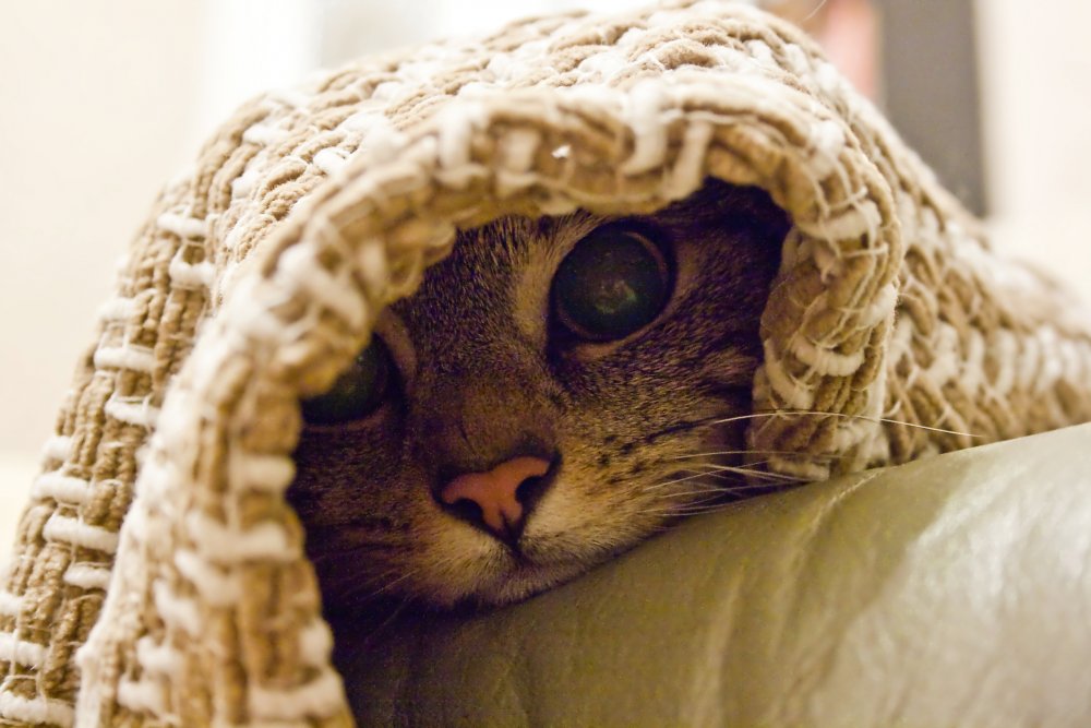 Котенок в одеяле