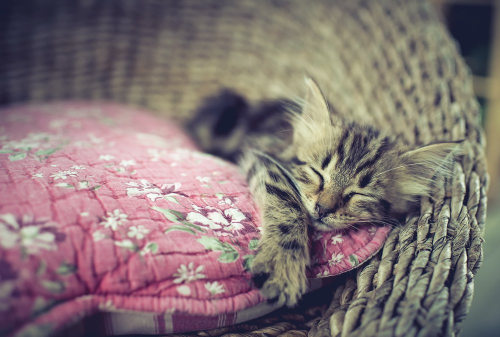 Кот спит под одеялом