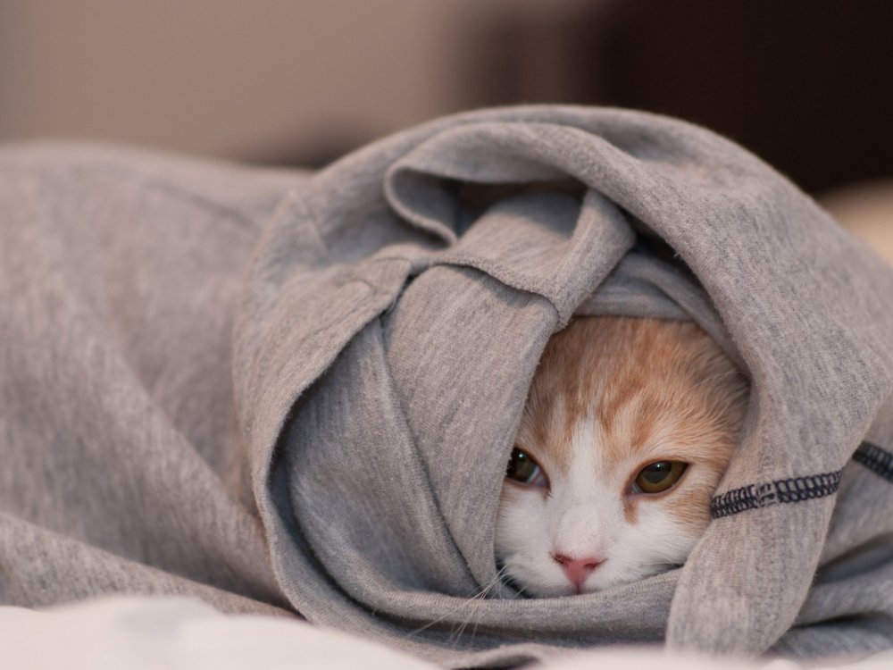 Котенок в одеяле