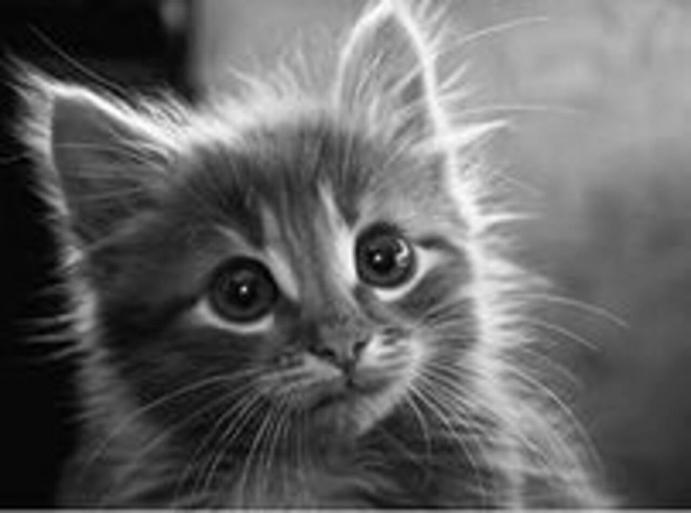 Грустный котенок со слезами