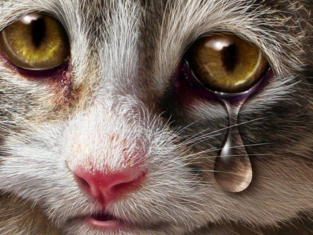 Плачущие коты