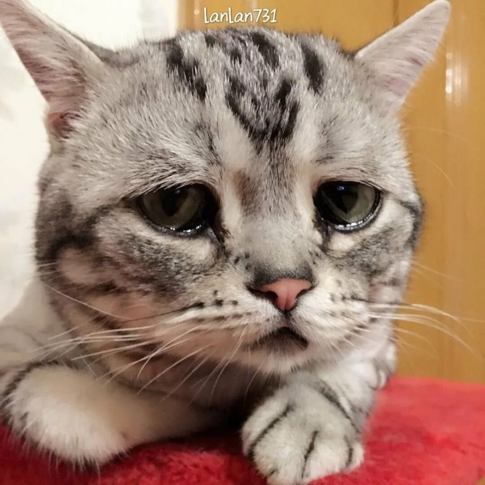 Плачущий котенок