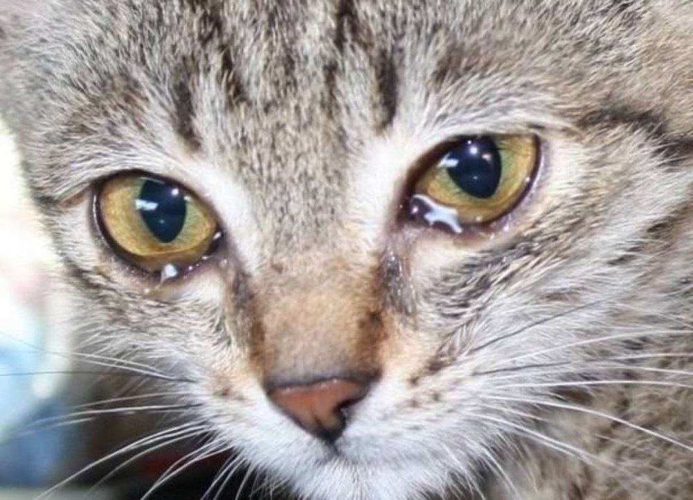 Кот сзаплакаными глазами