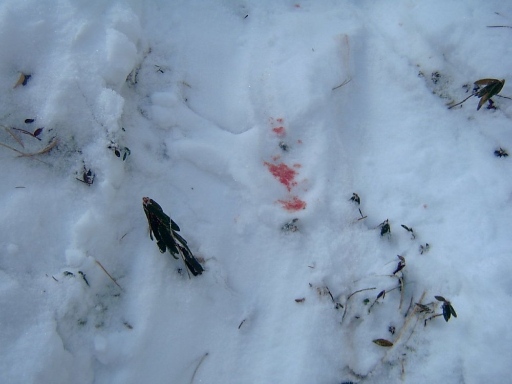 Кабаньи следы на снегу