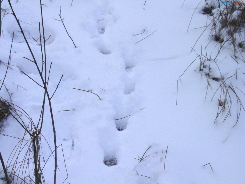 Следы кабана на снегу