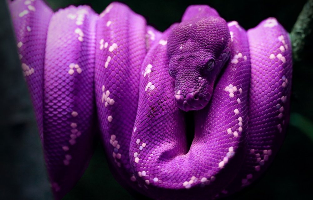 Фиолетовая змея Эстетика