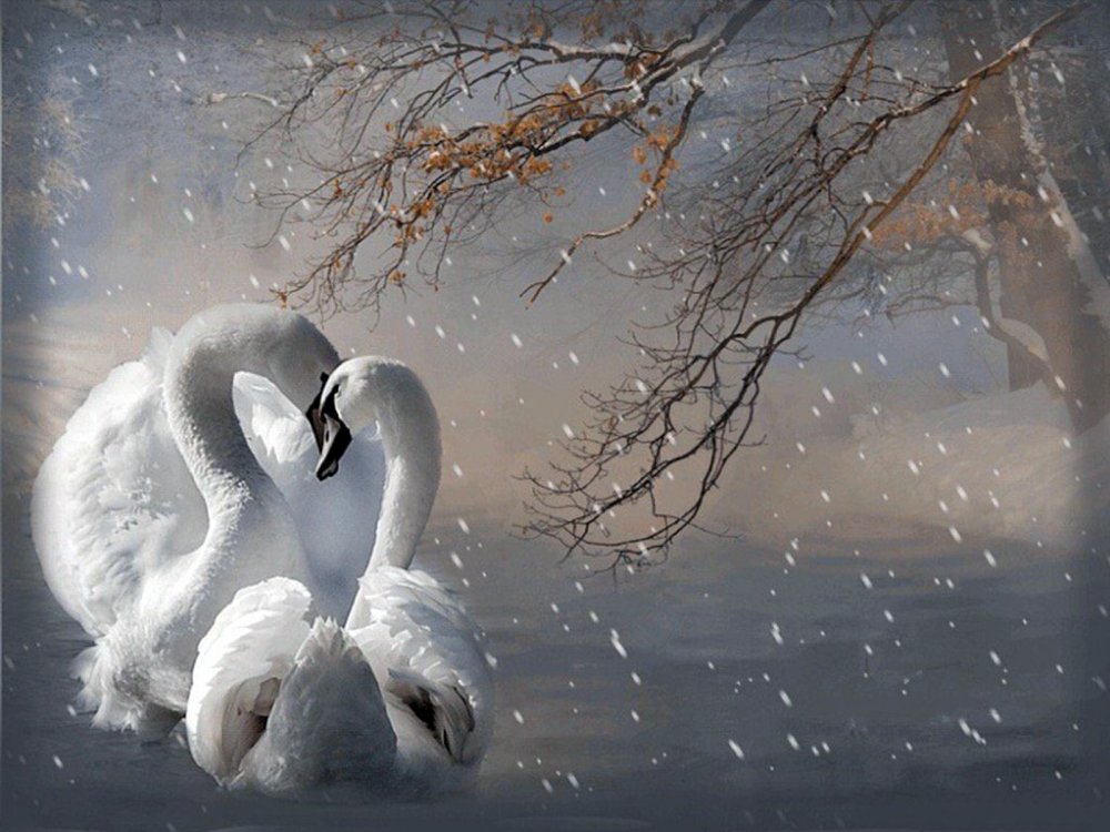 Лебеди на озере осень
