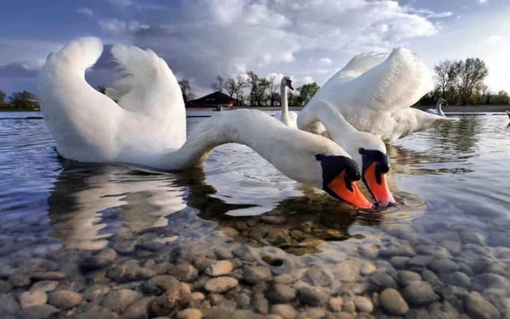 Лебедь отражается в воде