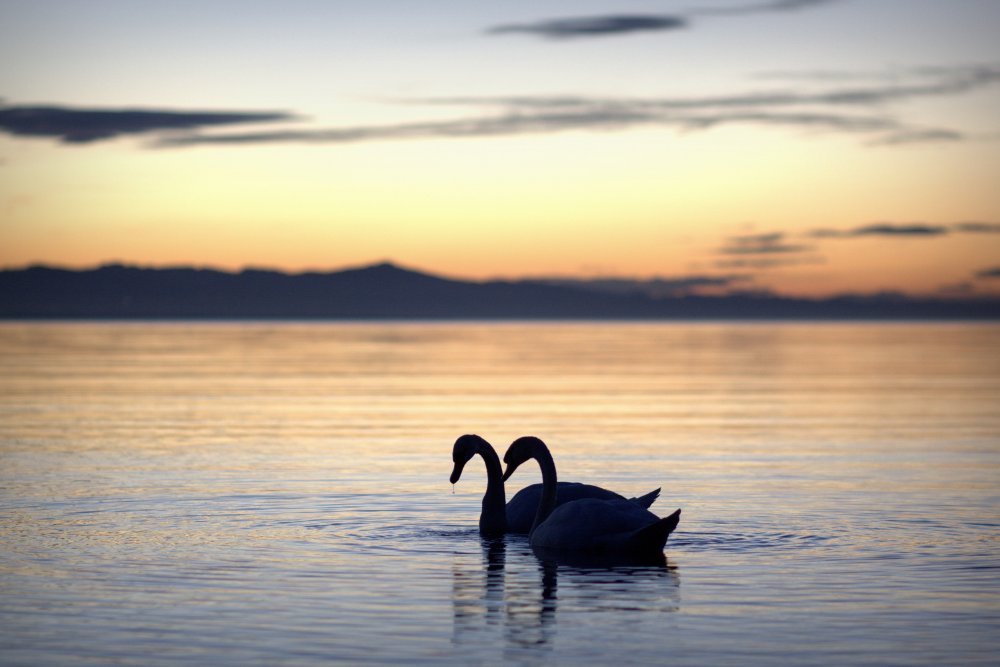 Лебеди зимой на озере