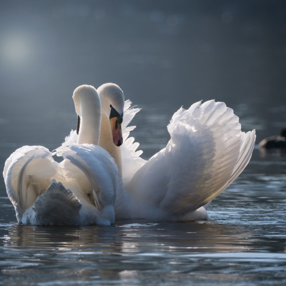 Необычные снимки лебедей