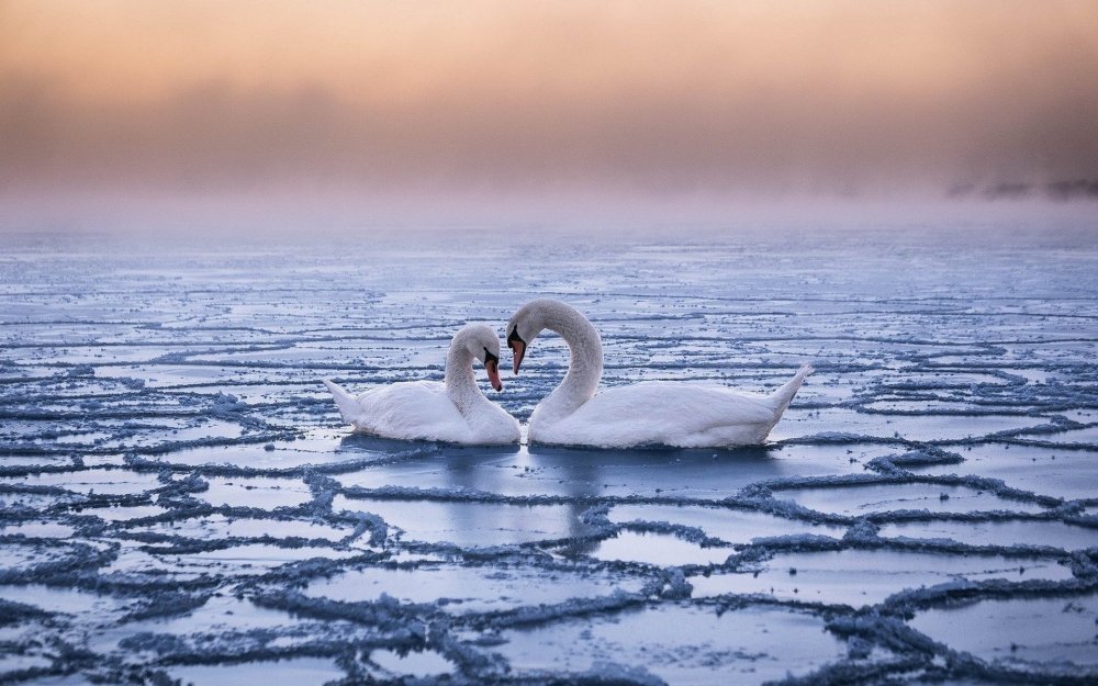 Лебеди сердечко на море