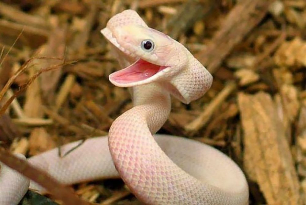 Улыбка змеи