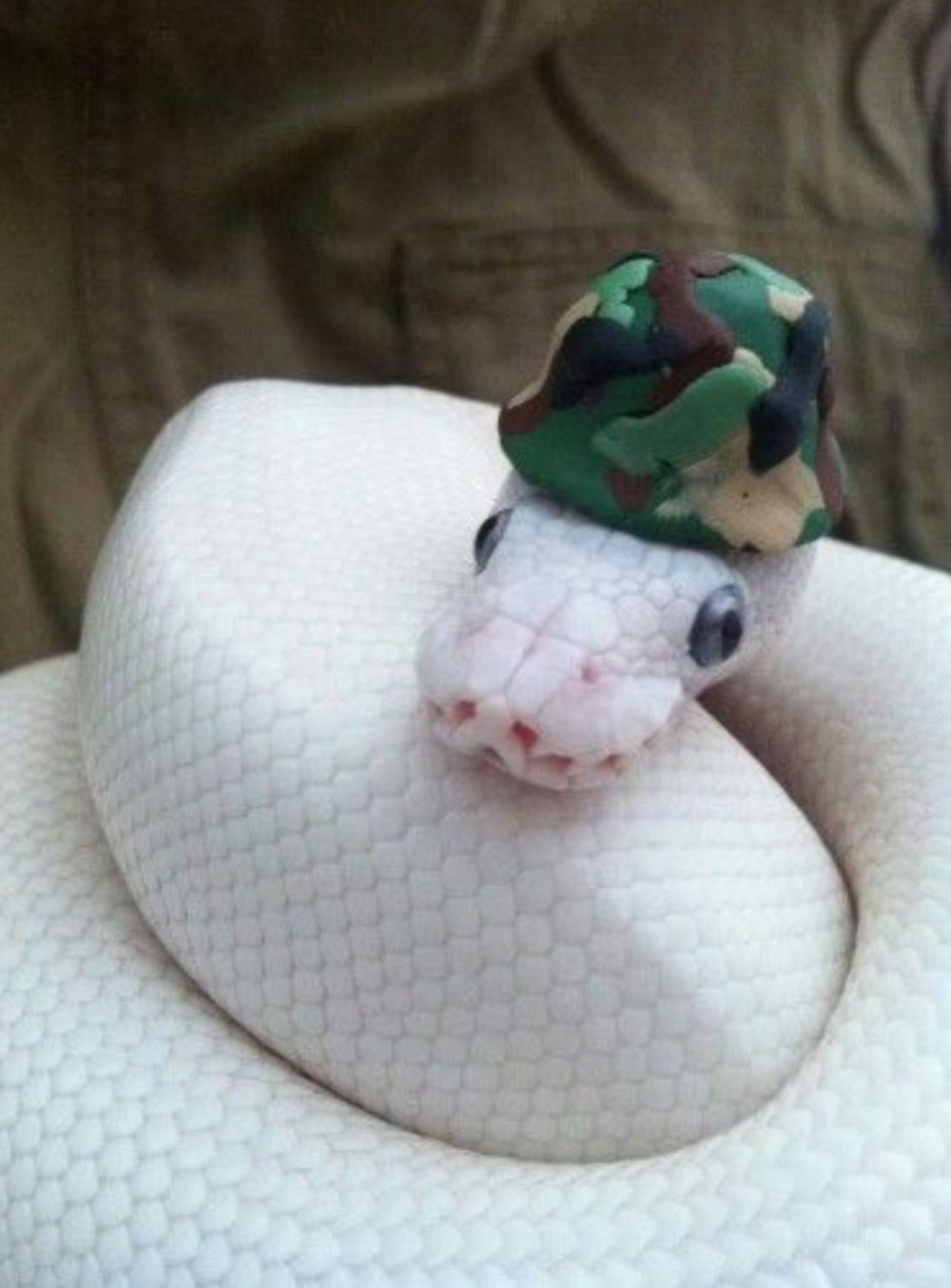 Змейка в шапочке