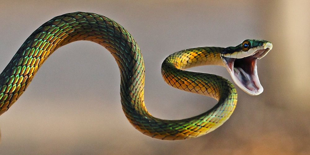 Змеи в дикой природе