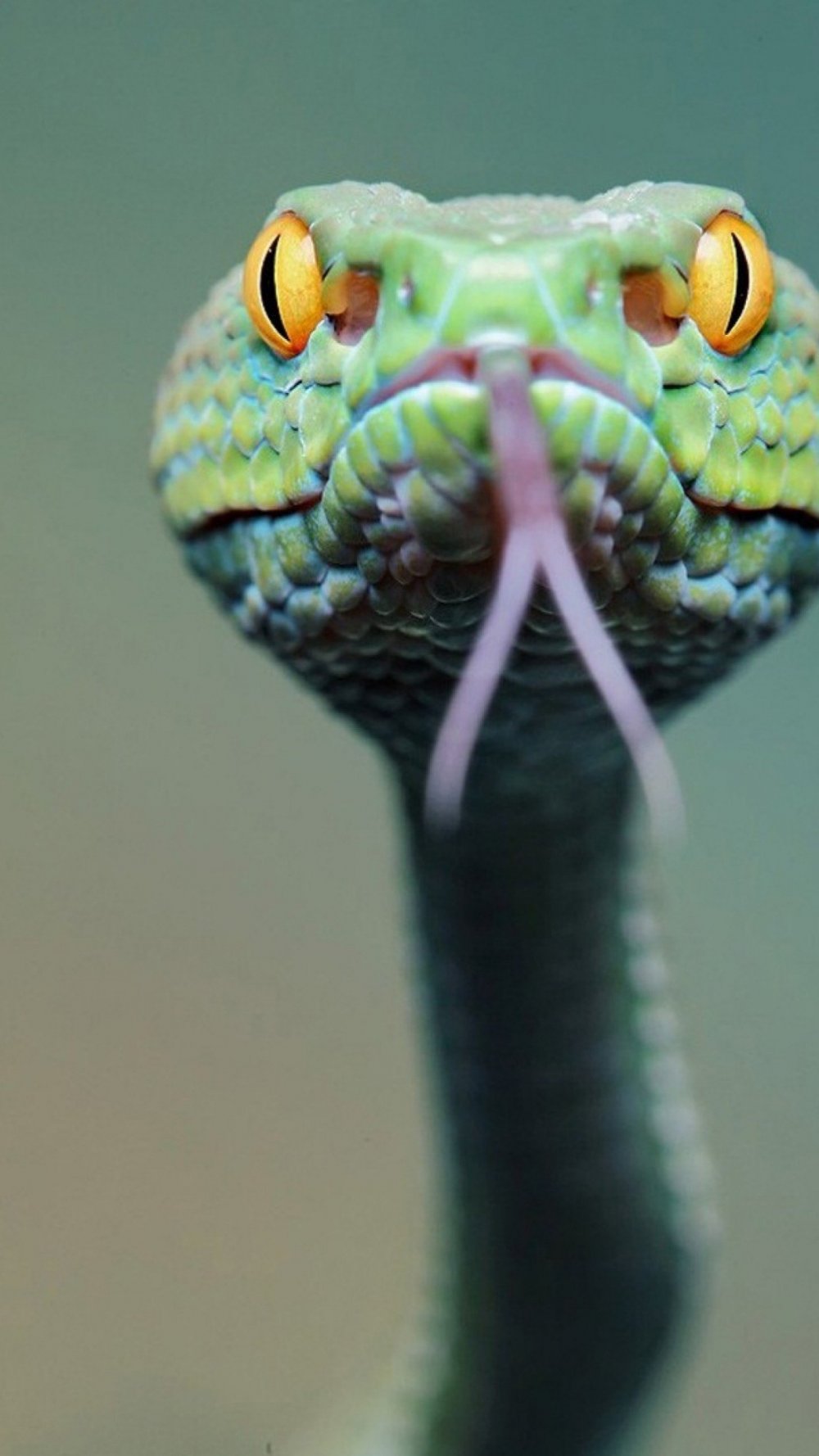 Язык змеи