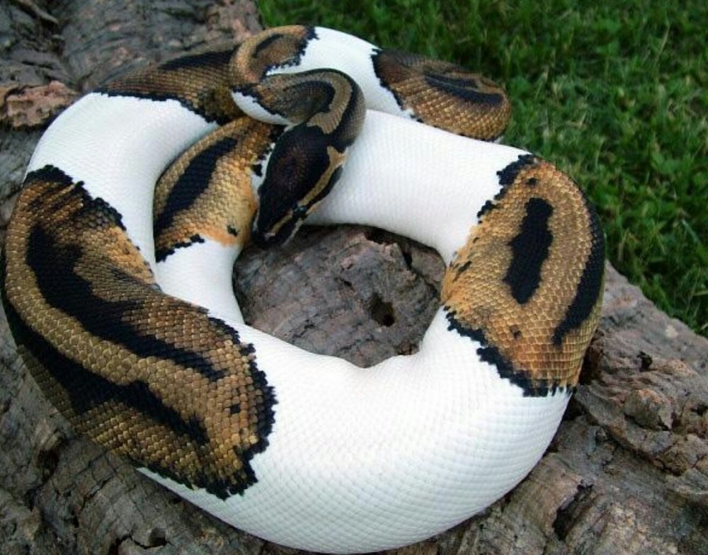 Змеи с необычным окрасом