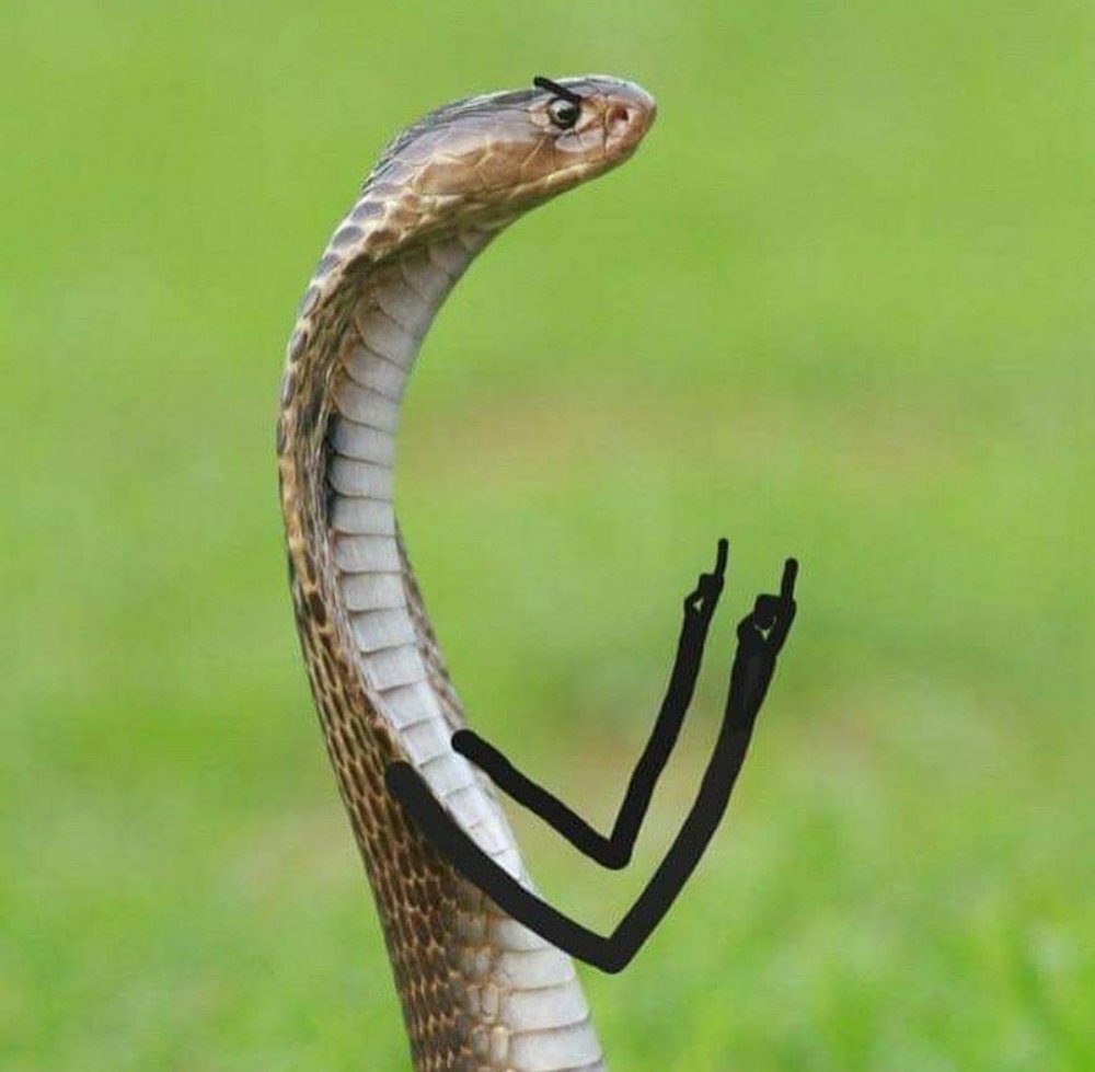 Змея с ногами