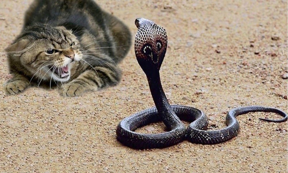 Котик и змея