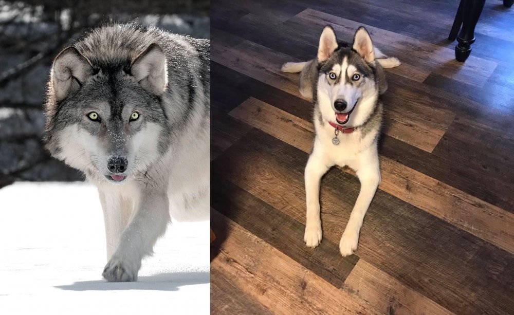 Хаски vs волк