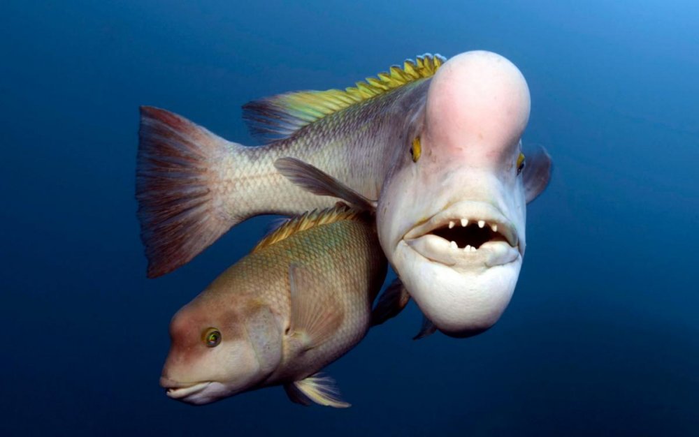 Смешные рыбы