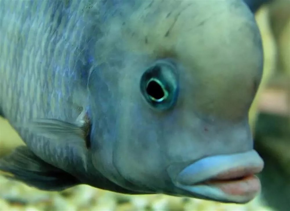 Глубоководная рыба psychrolutes marcidus