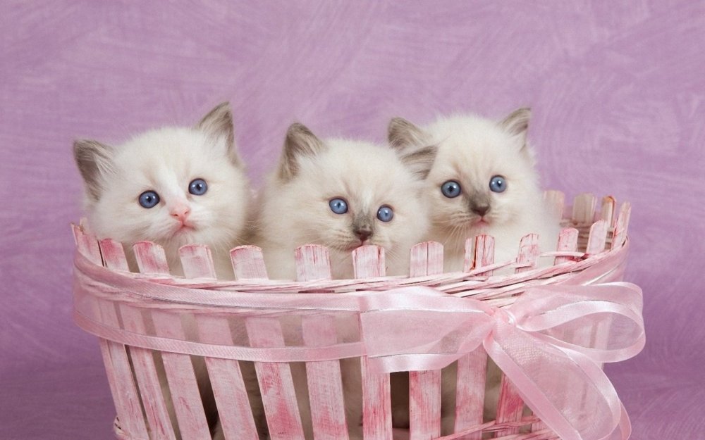 Кошки маленькие милые в корзинке