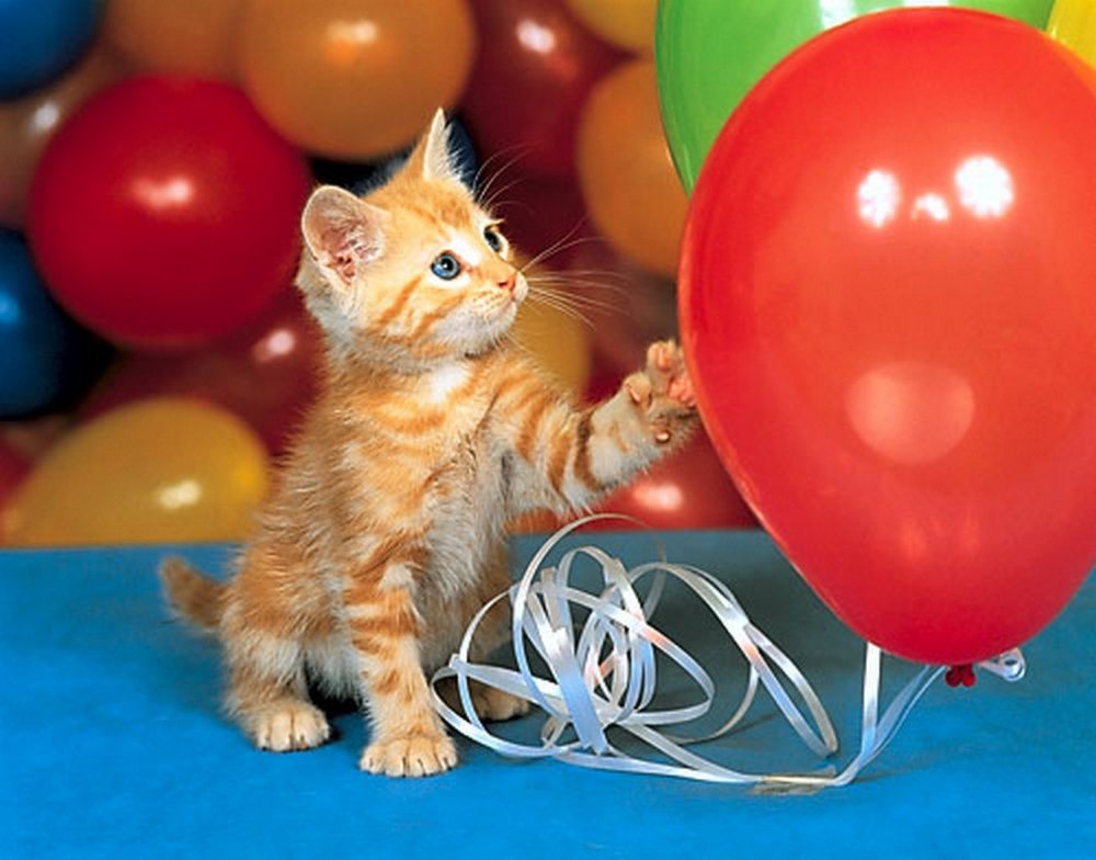Котенок на воздушных шариках