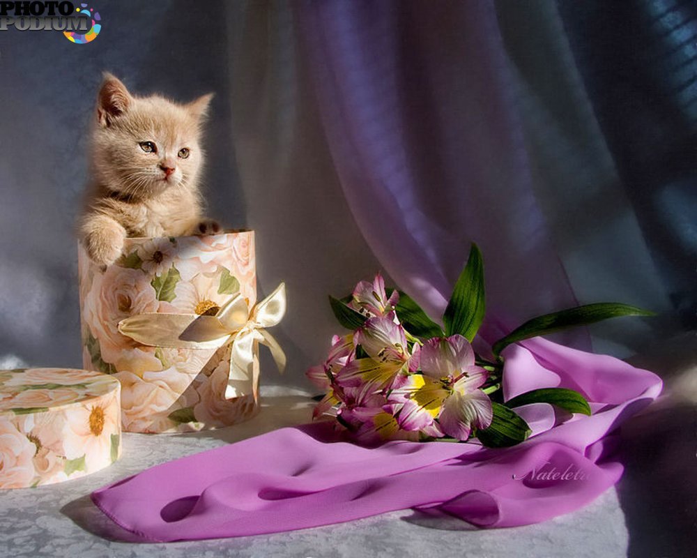 Милые котята с днем рождения