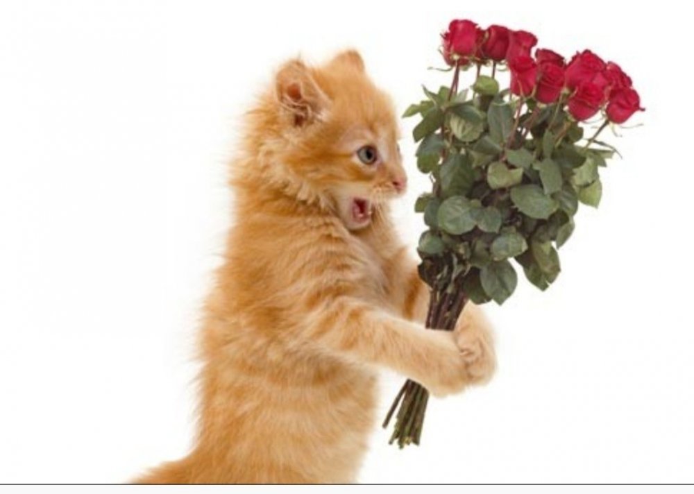 Кошка дарит цветы
