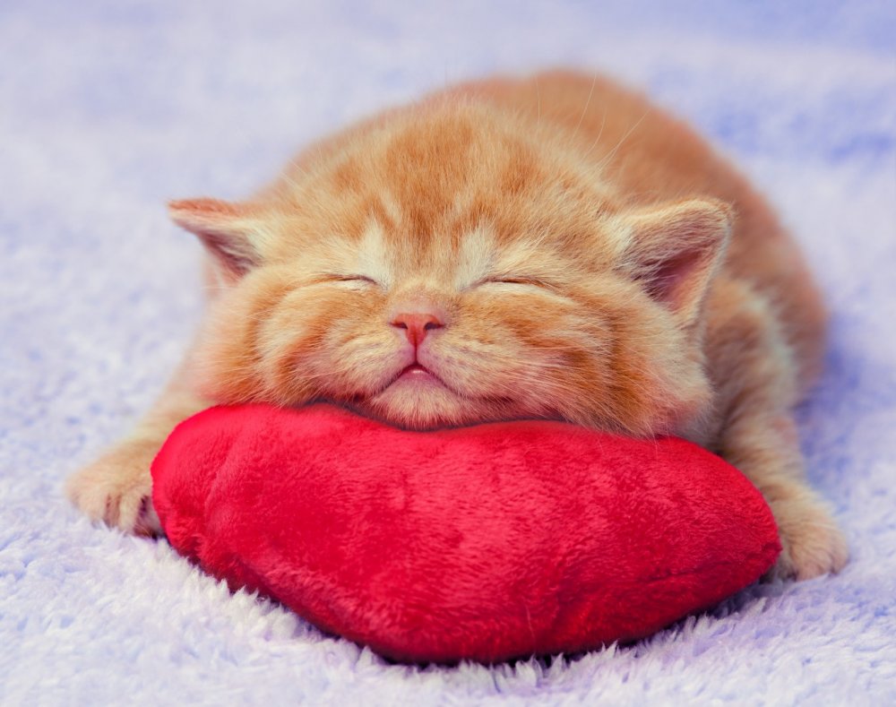 Спокойной ночи рыжий кот