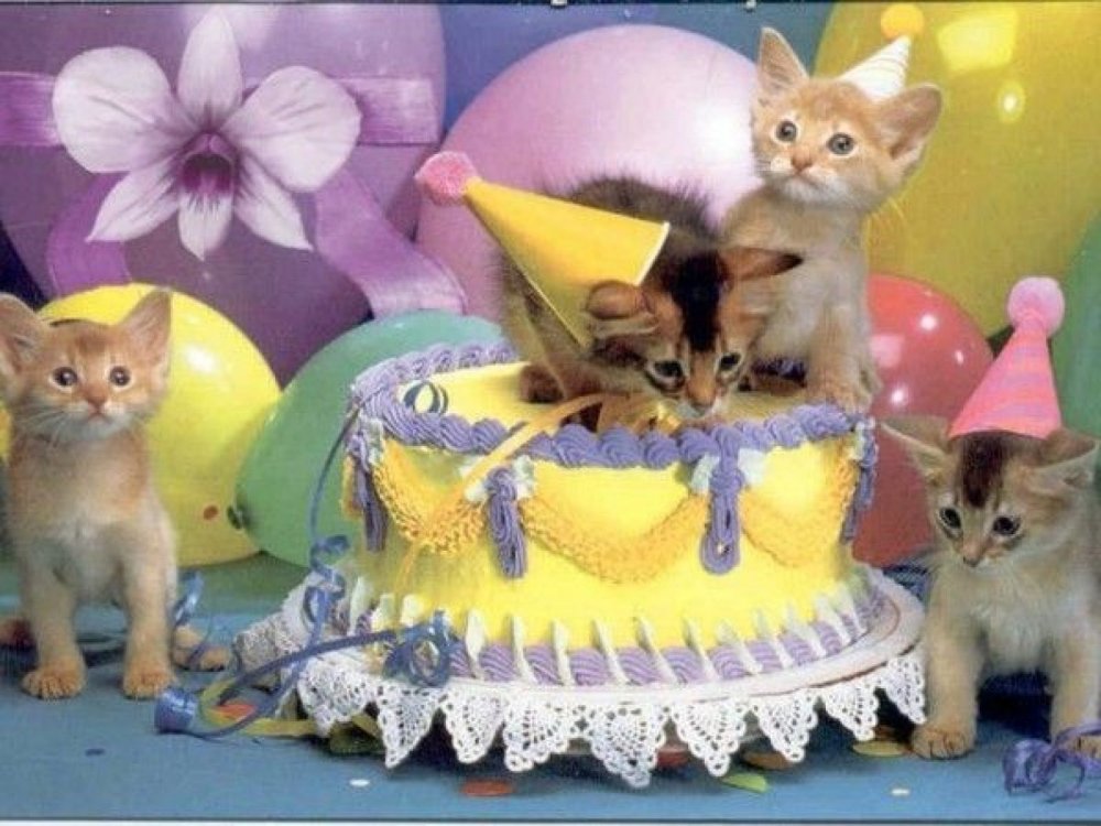 Котенок поздравляет с днем рождения