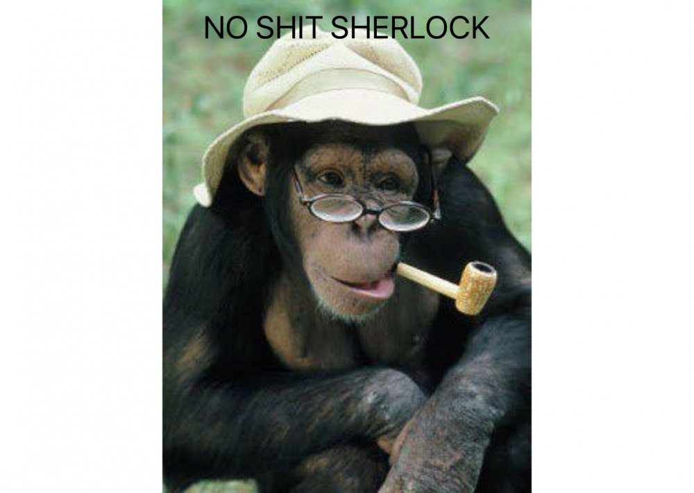 Картина по номерам шимпанзе