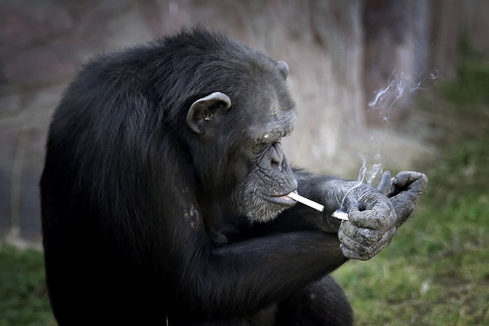 Шимпанзе курит