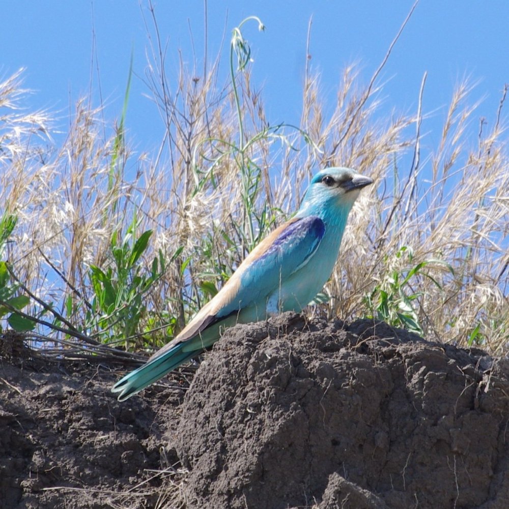 Птицы Крыма голубая сизоворонка