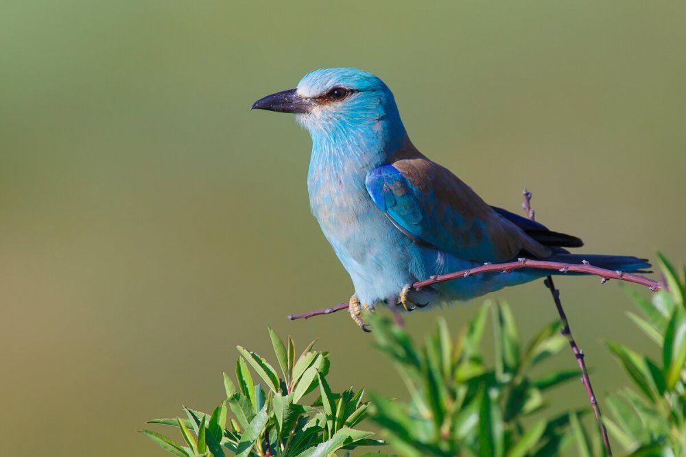 Птицы Крыма голубая сизоворонка