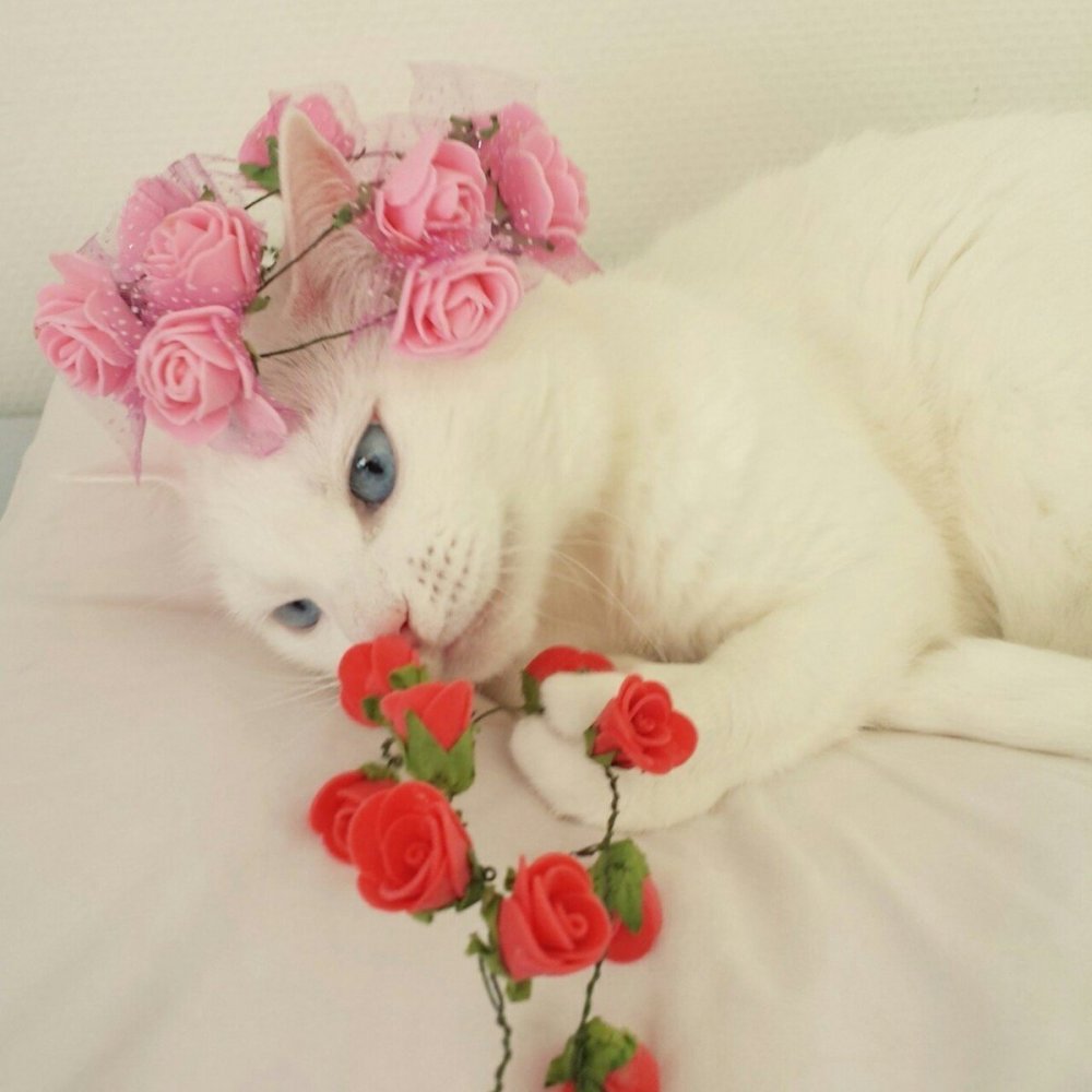 Белый котенок с цветами