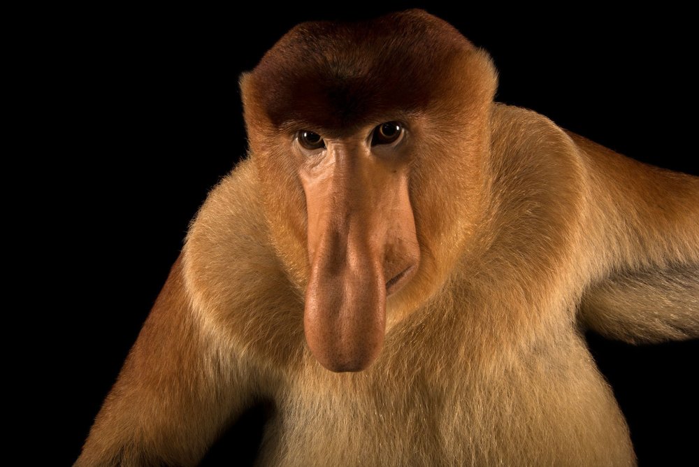Нос обезьяны носач