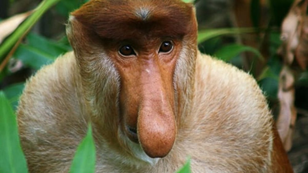 Малайзия носатые обезьяны