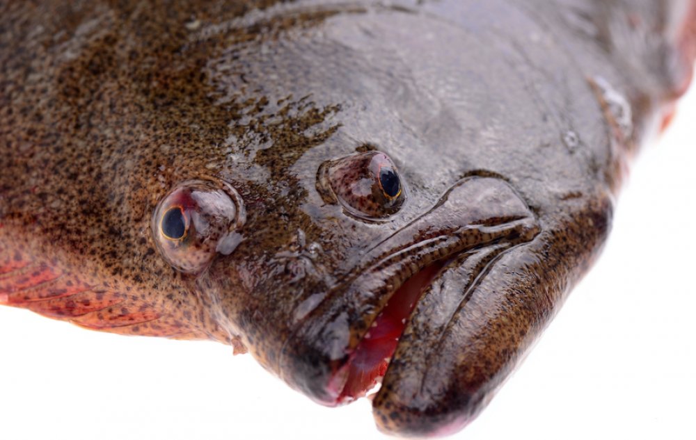 Рыба с глазами на одной стороне