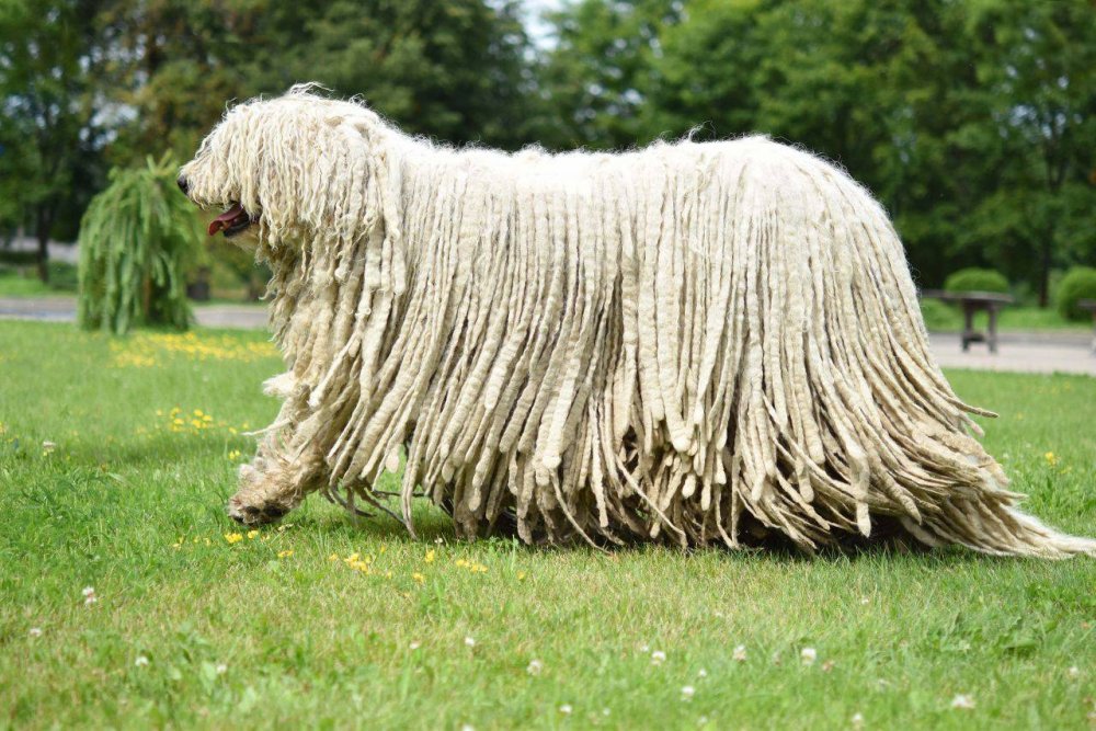 Южнорусская овчарка подстриженная