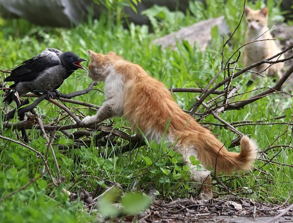 Кошка охотится на птиц