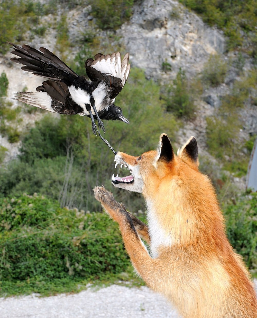 Ворона и лисица