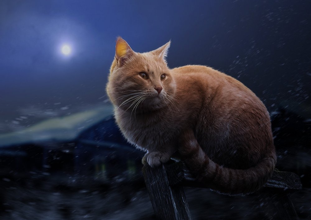 Ночной охотник кот