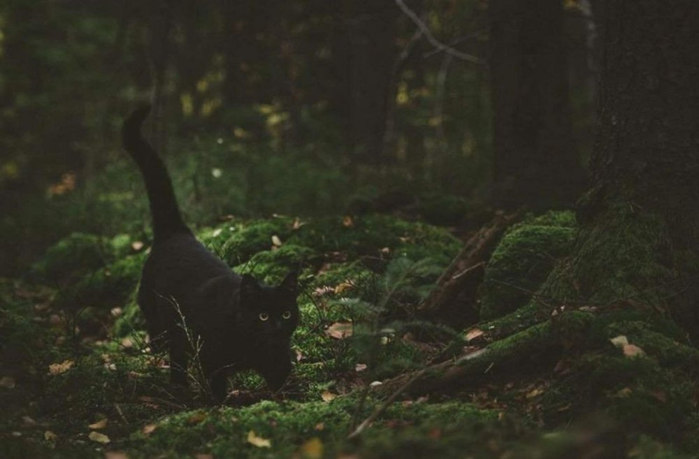 Чёрные коты в лесу