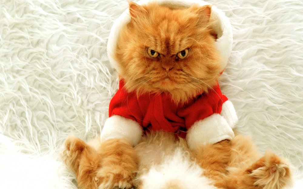 Новогодний рыжий кот