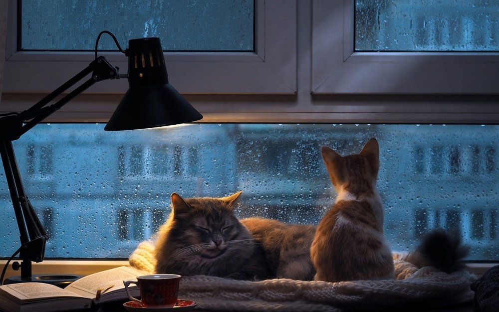 Кот на окне уют