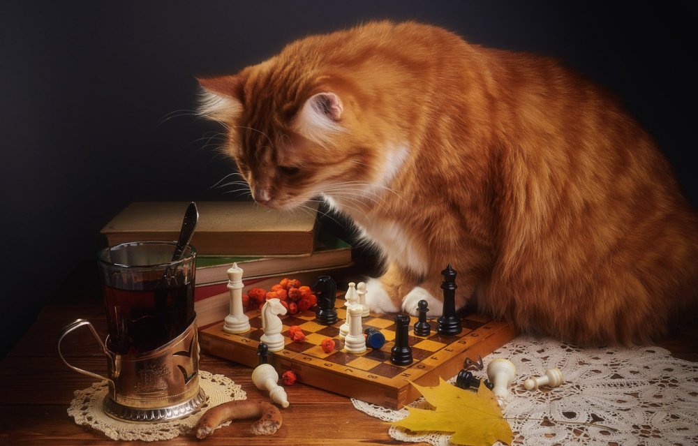 Кот и шахматы
